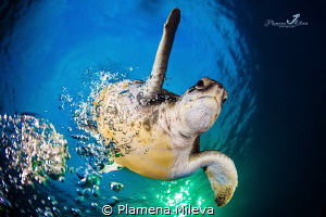Green turtle comeback by Plamena Mileva 
